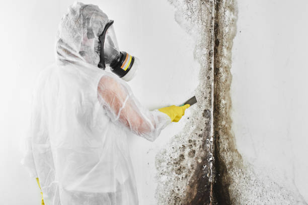 Best Professional Mold Removal  in Nelsonville, OH