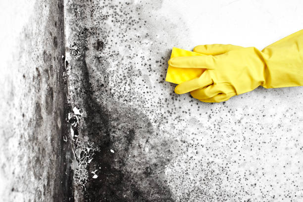 Trusted Nelsonville, OH Mold Removal Experts