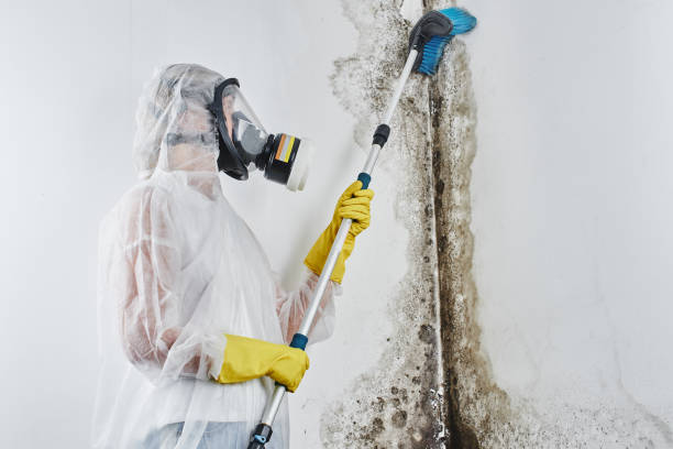 Best Office Mold Removal Services  in Nelsonville, OH