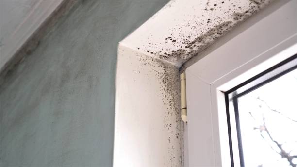 Best Mold Removal and Inspection  in Nelsonville, OH