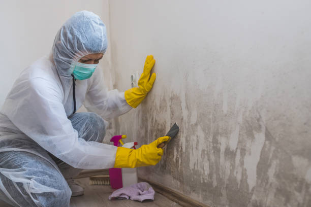 Best Professional Mold Removal  in Nelsonville, OH