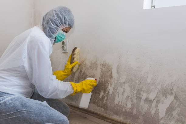 Best Home Mold Removal  in Nelsonville, OH