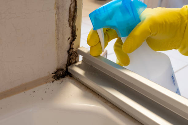 Best Same-Day Mold Removal  in Nelsonville, OH