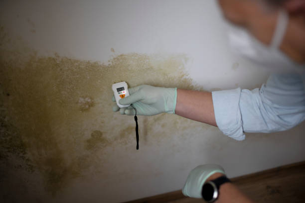 Office Mold Removal Services in Nelsonville, OH