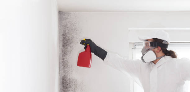 Best Local Mold Removal Service  in Nelsonville, OH