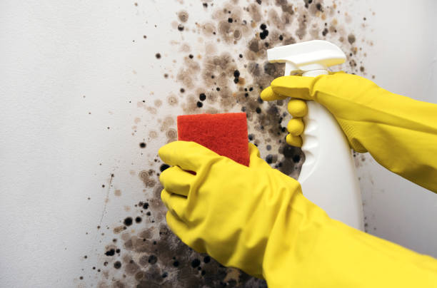 Mold Removal and Inspection in Nelsonville, OH