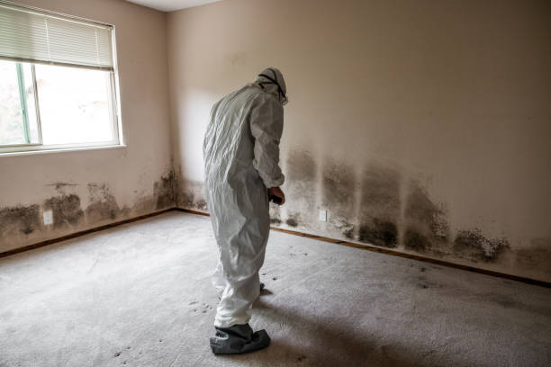 Best Attic Mold Removal  in Nelsonville, OH