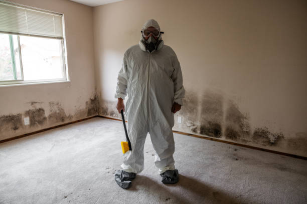 Mold Testing and Removal in Nelsonville, OH