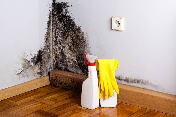 Nelsonville, OH Mold Removal Company