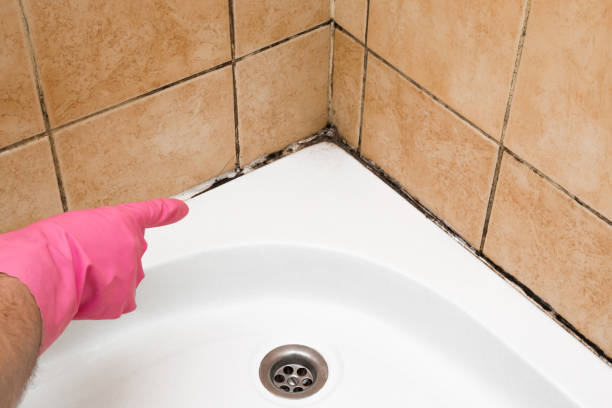 Best Residential Mold Removal  in Nelsonville, OH